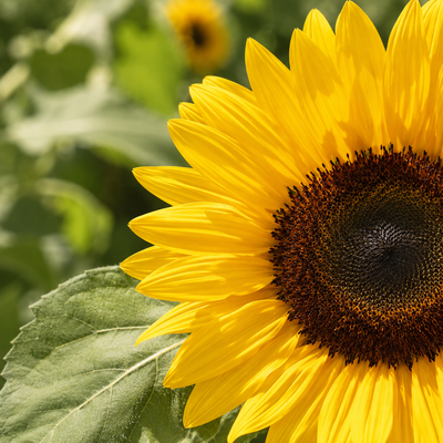 Sunflower Seed Oil